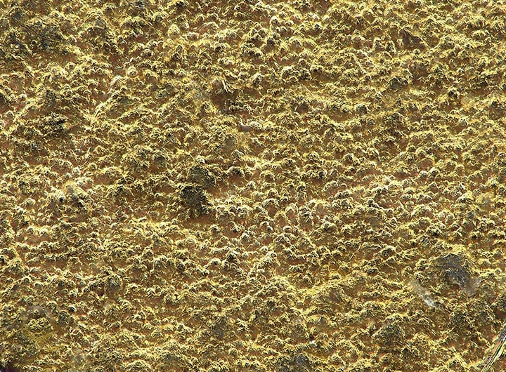 Gold-plated surface (1000x)